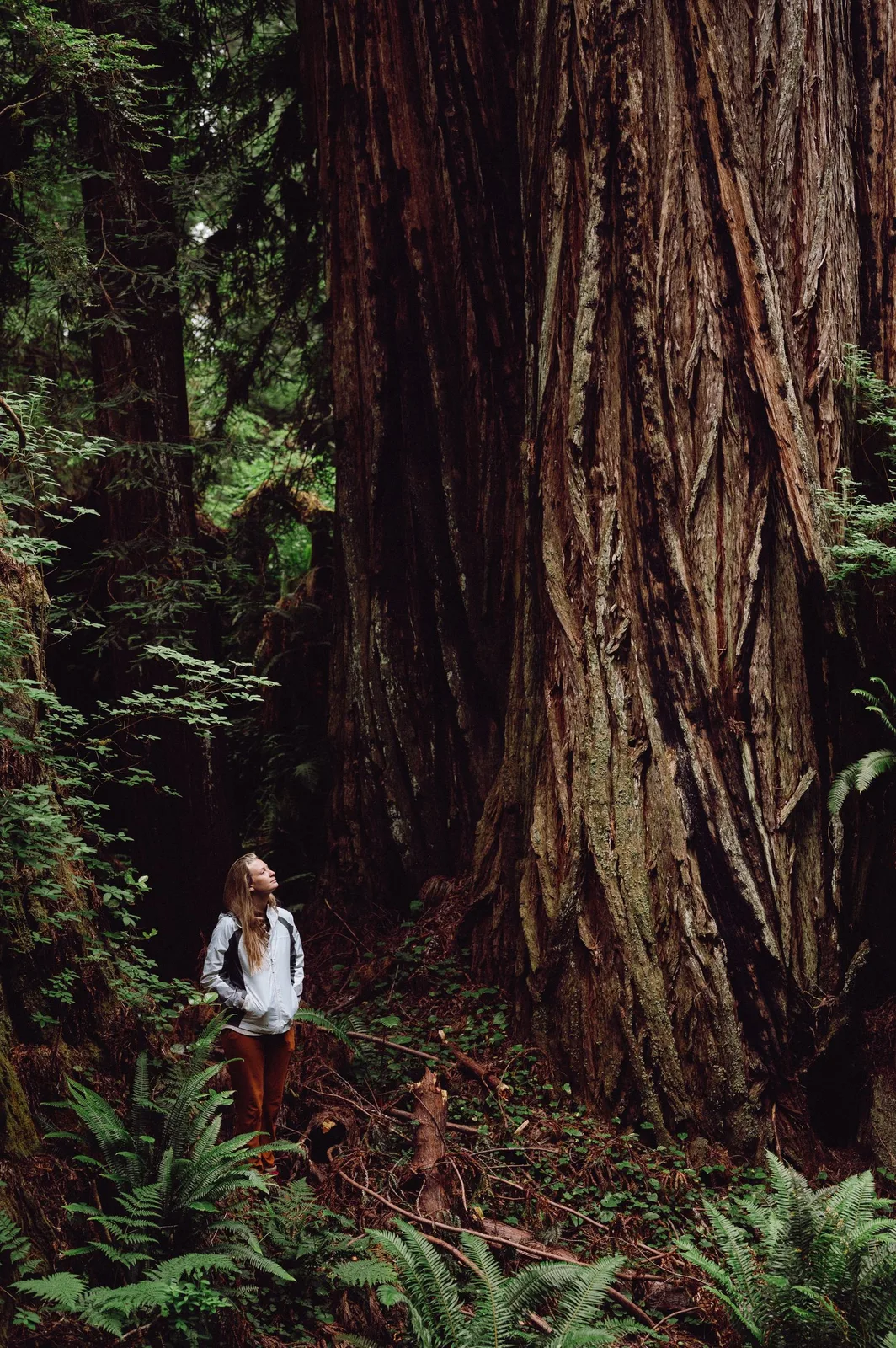 An adult woman looking up at a redwood trunk.