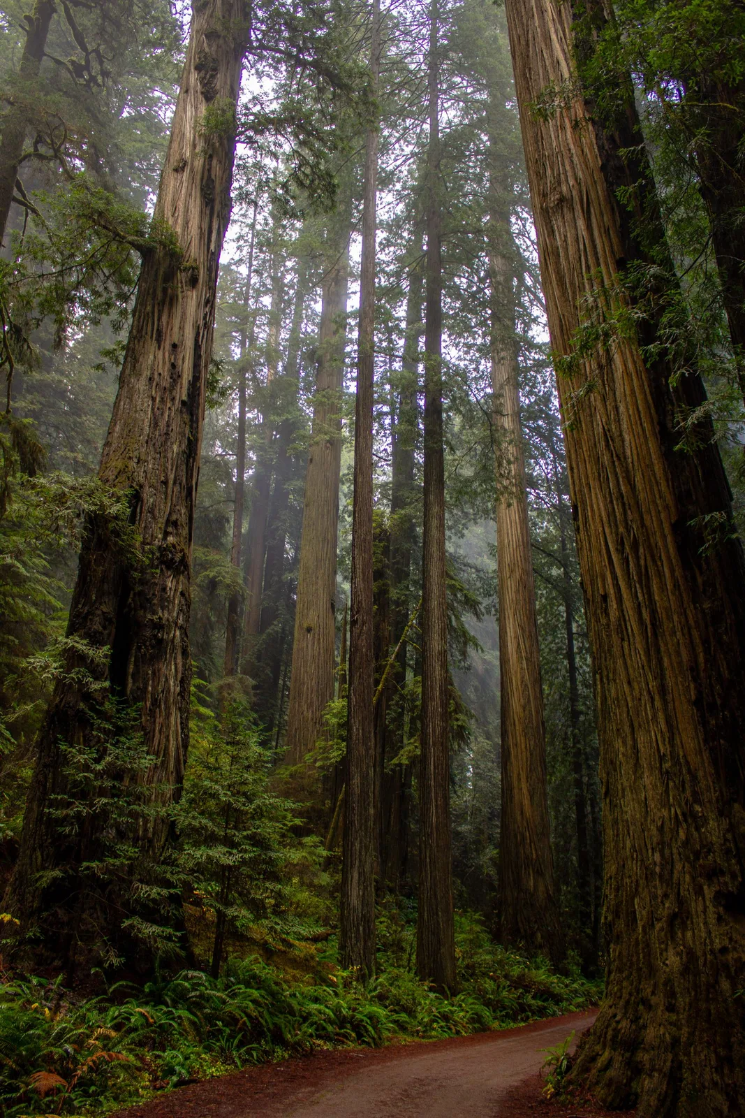 Sunlight through trunks in a misty redwood forest.