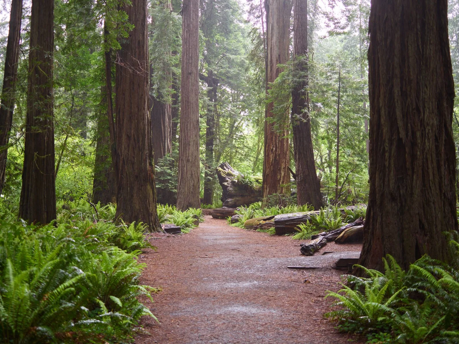 An old forest trail under a tree canopy.