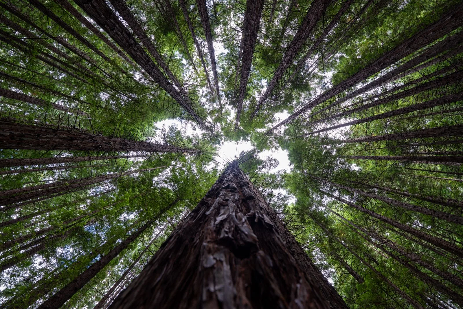 Looking up through a forest canopy.