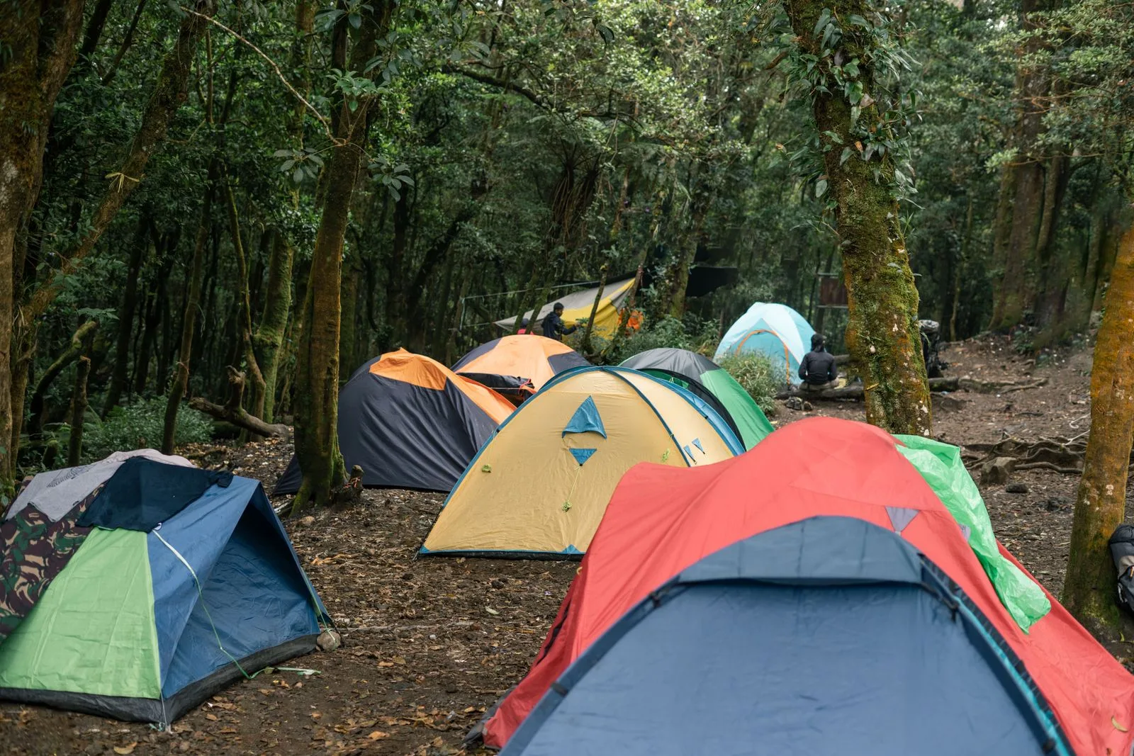 People seated at a forest campsite.